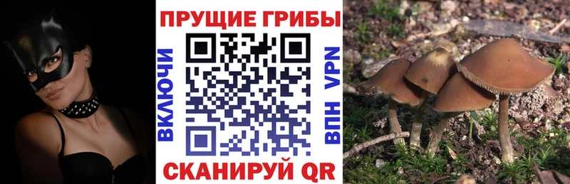 где можно купить   Салехард  Псилоцибиновые грибы ЛСД 